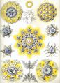 Haeckel art